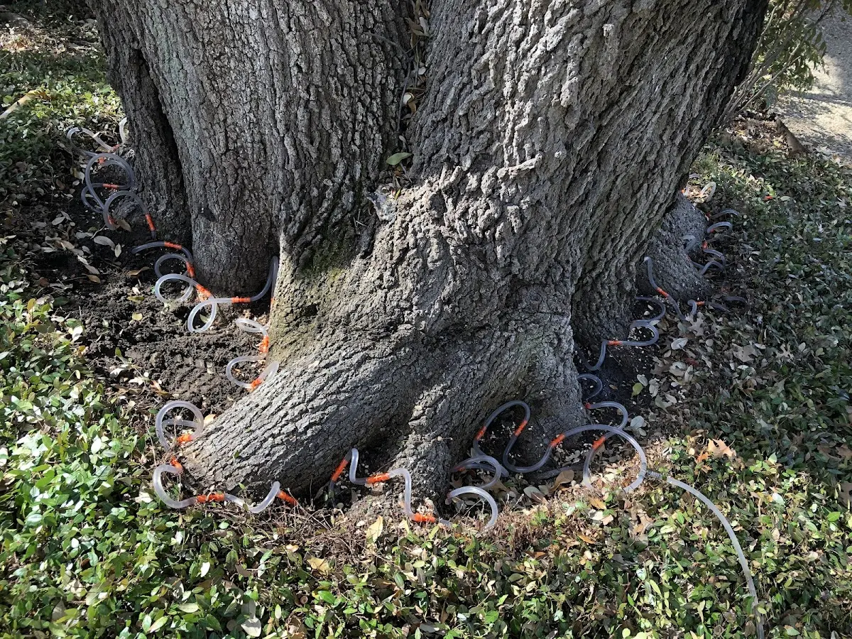 Detailed Tree Cabling and Bracing job site in Sandwich