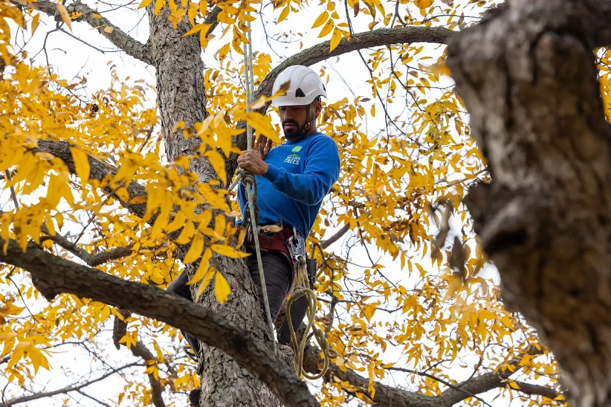 Skilled Tree Trimming crew working in Sandwich