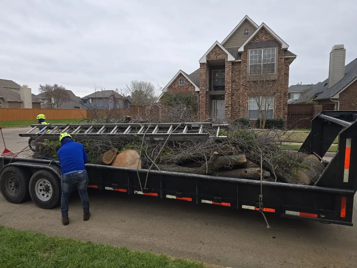 Expert Tree Removal with proper safety equipment in Sandwich